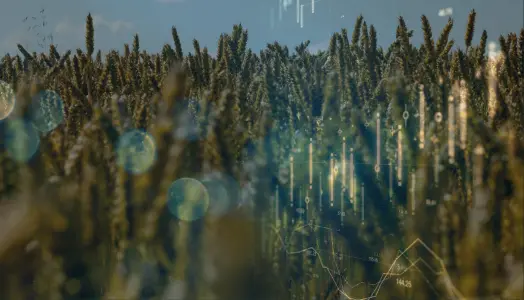 An image capturing a wheat field